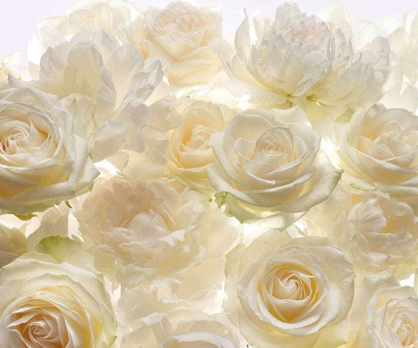 Vlies Fototapete | Shalimar