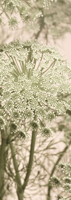 Komar NEU | Digitaldruck Vlies Fototapete - Mellow - Größe 100 x 280 cm