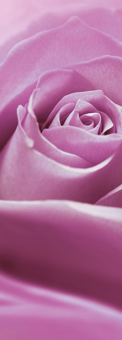 Digitaldruck Vlies Fototapete | Pink Rose | 100 x 280 cm