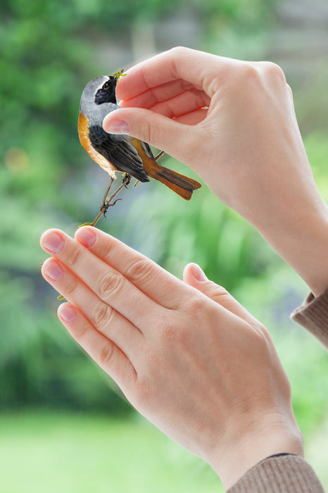 Komar NEU | Fenstersticker - Birds - Größe 31 x 31 cm