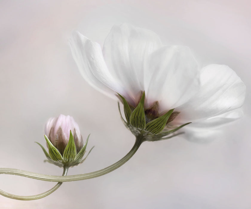 Digitaldruck Vlies Fototapete | Into the Light | 300 x 250 cm