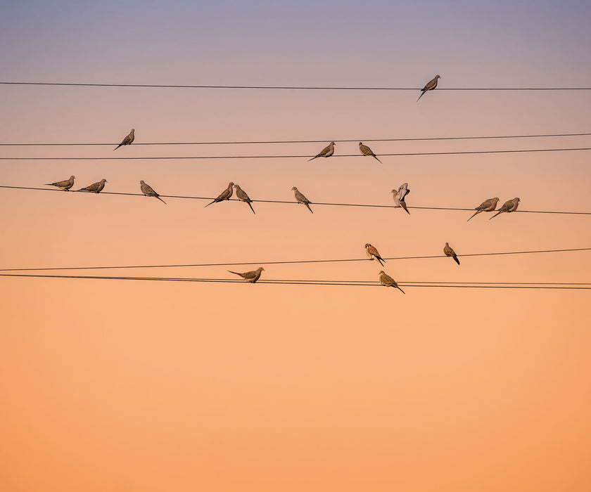 Komar NEU | Digitaldruck Vlies Fototapete - Zugvögel - Größe 300 x 250 cm