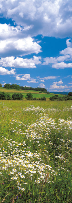 Digitaldruck Vlies Fototapete | Meadow | 100 x 280 cm