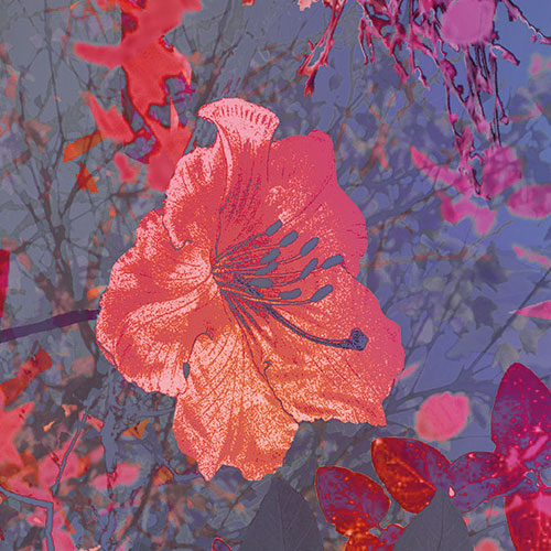 Papier Fototapete | Wild Garden | 184 x 254 cm