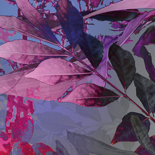 Papier Fototapete | Wild Garden | 184 x 254 cm