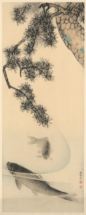 Komar | Vlies Fototapete | Koi