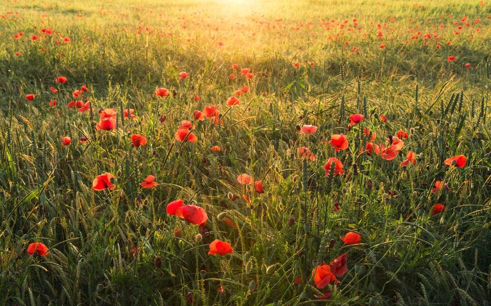 Komar | Vlies Fototapete | Poppy World