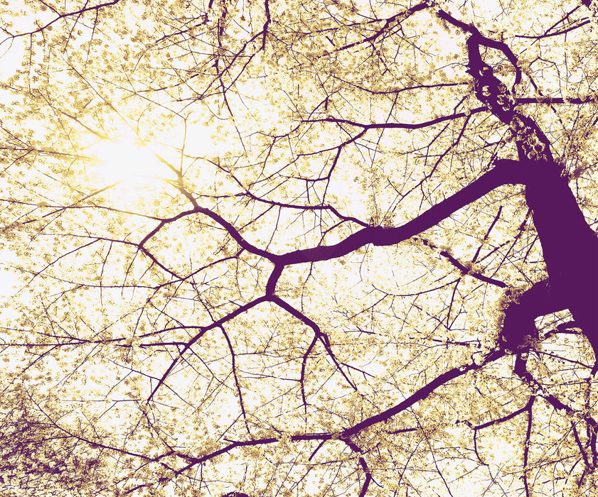 Komar NEU | Digitaldruck Vlies Fototapete - Sunshine - Größe 300 x 250 cm