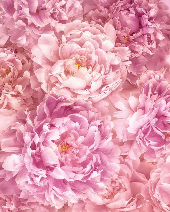 Komar | Vlies Fototapete | Soave