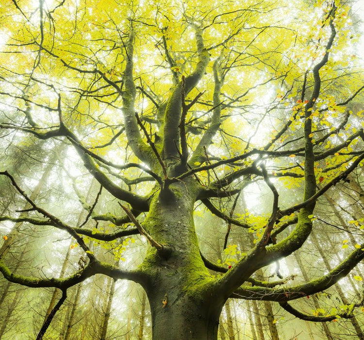 Komar | Vlies Fototapete | Der Traumbaum