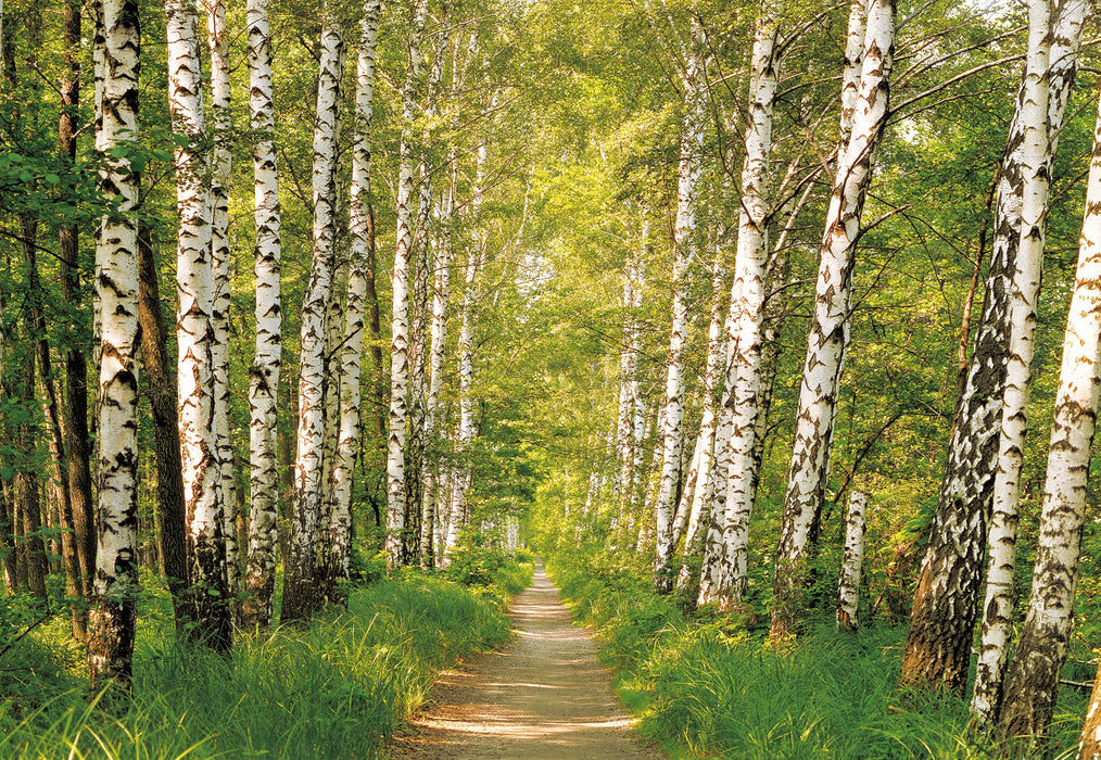 Papier Fototapete | Birkenwald | 368 x 254 cm