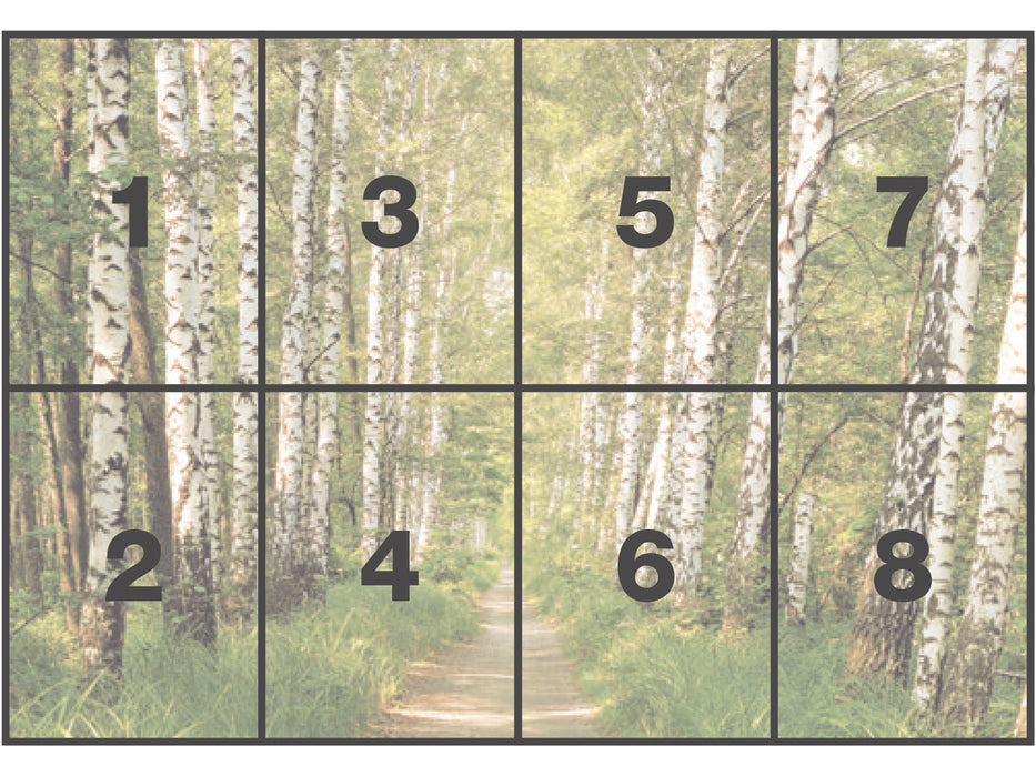 Komar NEU | Papier Fototapete - Birkenwald - Größe 368 x 254 cm