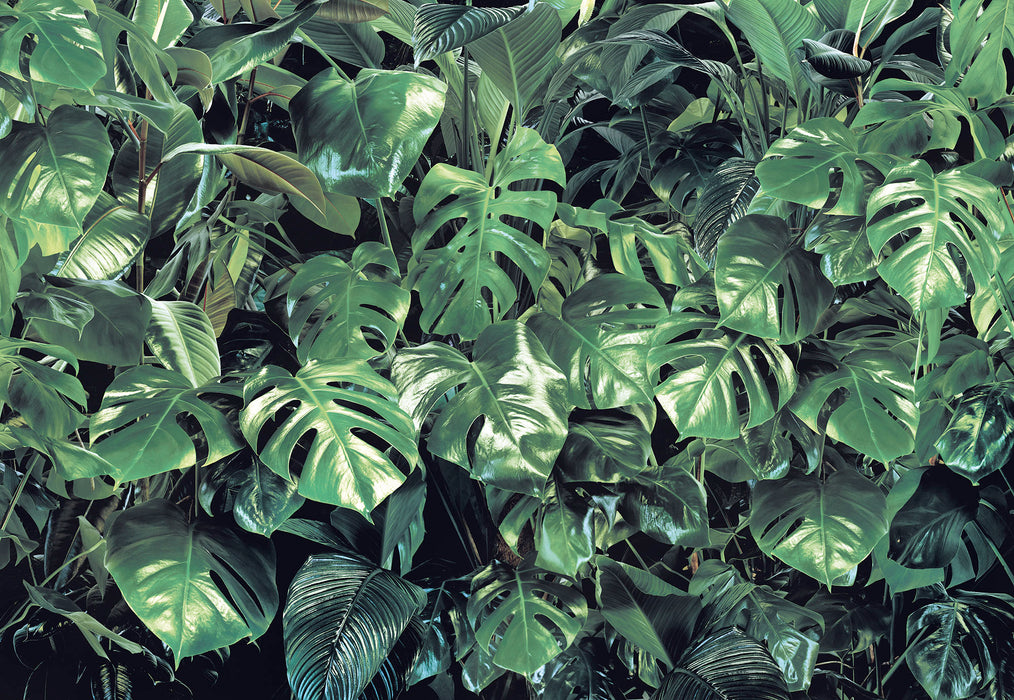 Papier Fototapete | Verdure | 368 x 254 cm