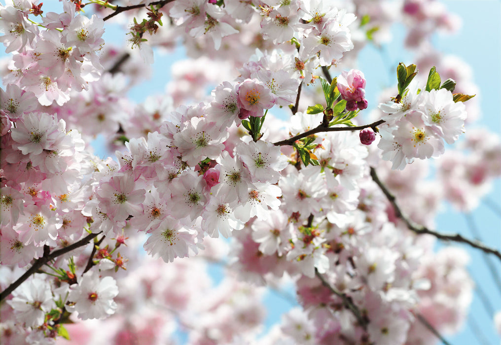 Papier Fototapete | Spring | 368 x 254 cm
