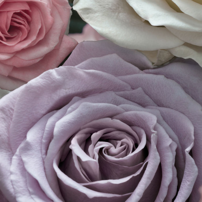 Papier Fototapete | Floraison | 368 x 254 cm
