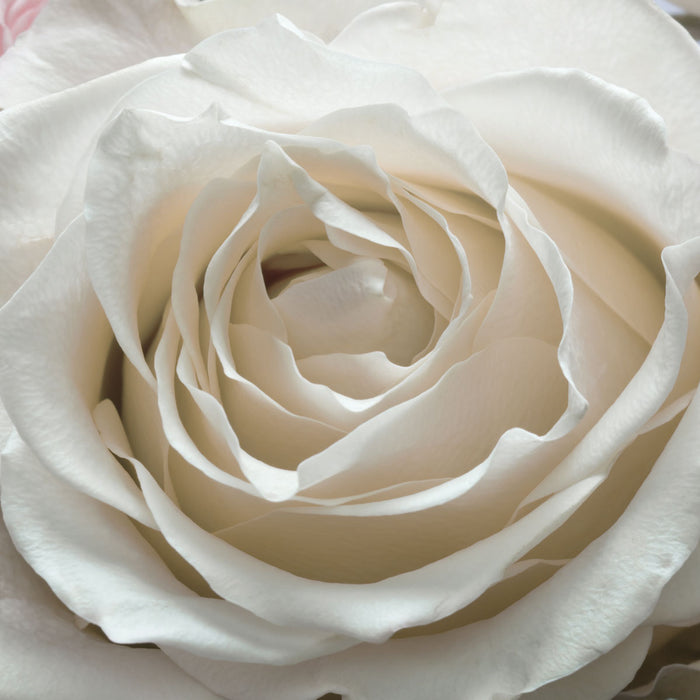 Papier Fototapete | Floraison | 368 x 254 cm