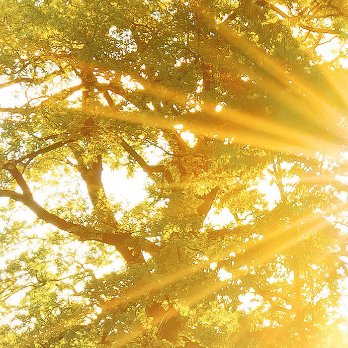 Komar NEU | Digitaldruck Vlies Fototapete - Golden Moment - Größe 400 x 250 cm