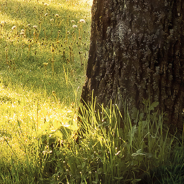 Komar NEU | Digitaldruck Vlies Fototapete - Golden Moment - Größe 400 x 250 cm