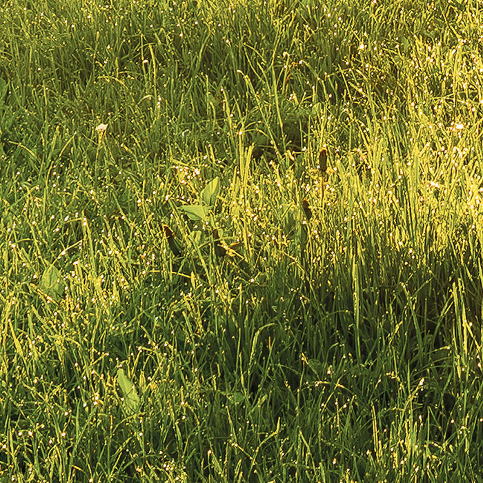 Komar NEU | Digitaldruck Vlies Fototapete - Golden Moment - Größe 400 x 250 cm