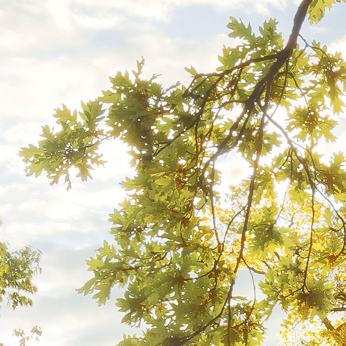 Komar NEU | Digitaldruck Vlies Fototapete - Golden Moment - Größe 400 x 250 cm