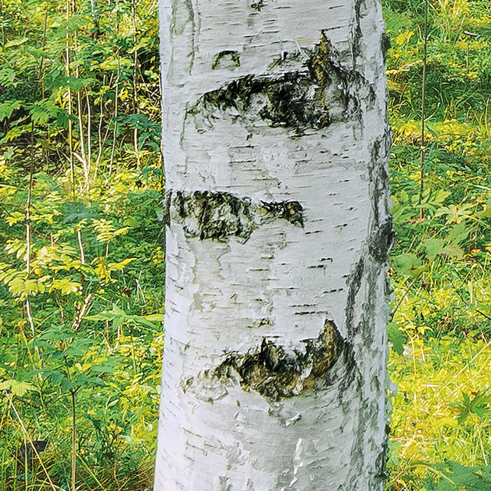 Papier Fototapete | Sunny Day | 368 x 254 cm