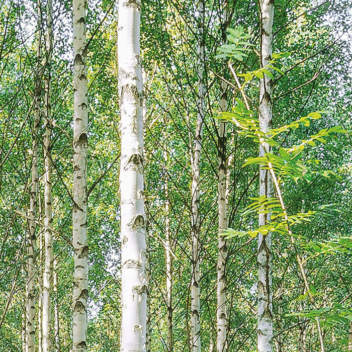 Papier Fototapete | Sunny Day | 368 x 254 cm