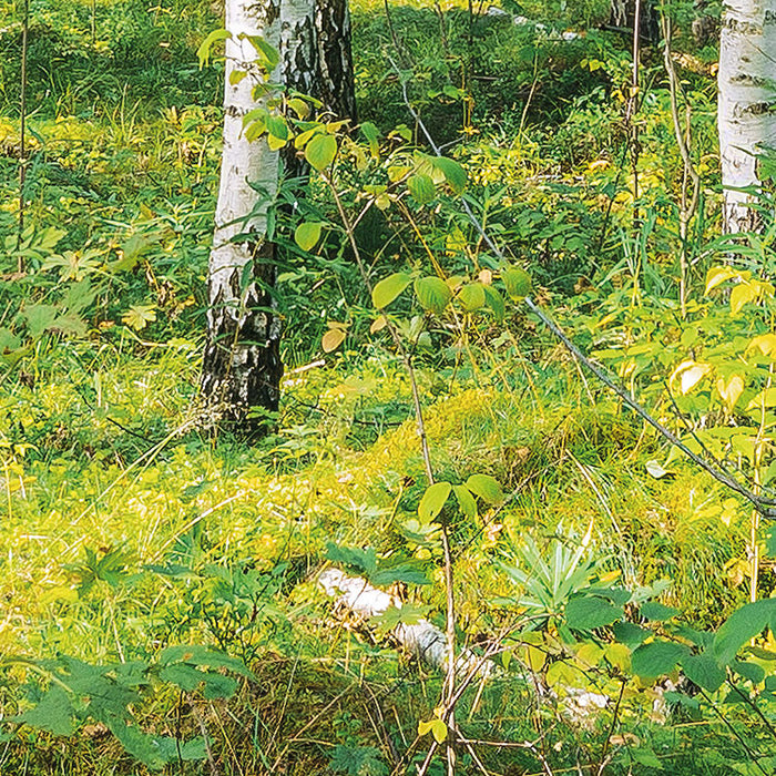 Papier Fototapete | Sunny Day | 368 x 254 cm