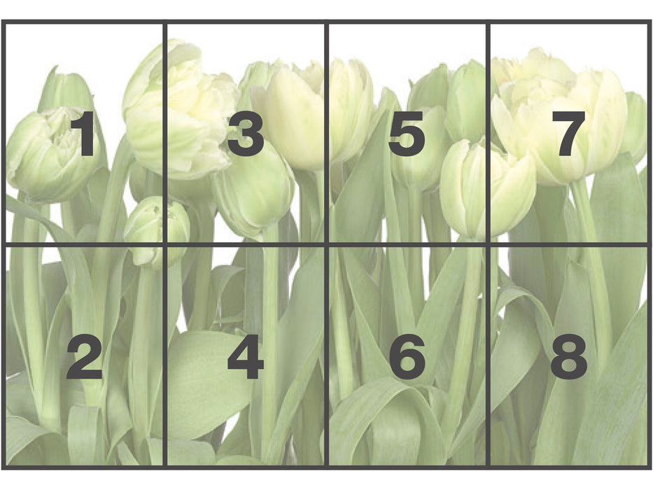 Papier Fototapete | Tulips | 368 x 254 cm