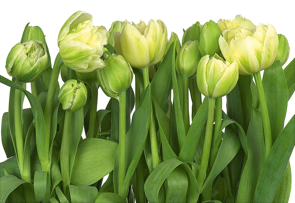 Papier Fototapete | Tulips | 368 x 254 cm