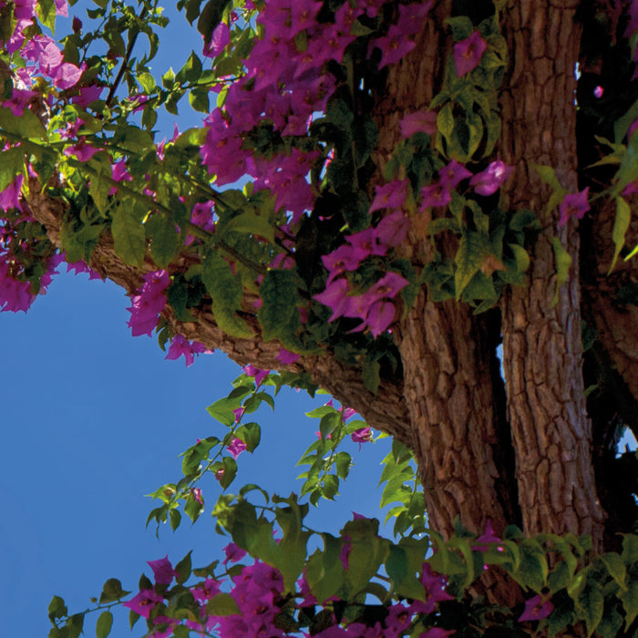 Papier Fototapete | Amalfi | 368 x 254 cm