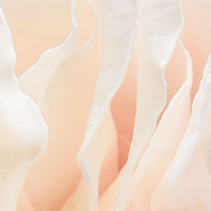 Papier Fototapete | Spring Roses | 368 x 254 cm