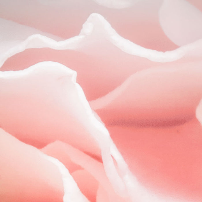 Papier Fototapete | Spring Roses | 368 x 254 cm