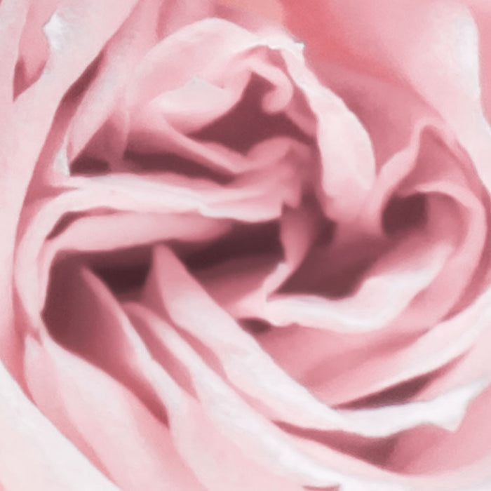 Papier Fototapete | Spring Roses | 368 x 254 cm