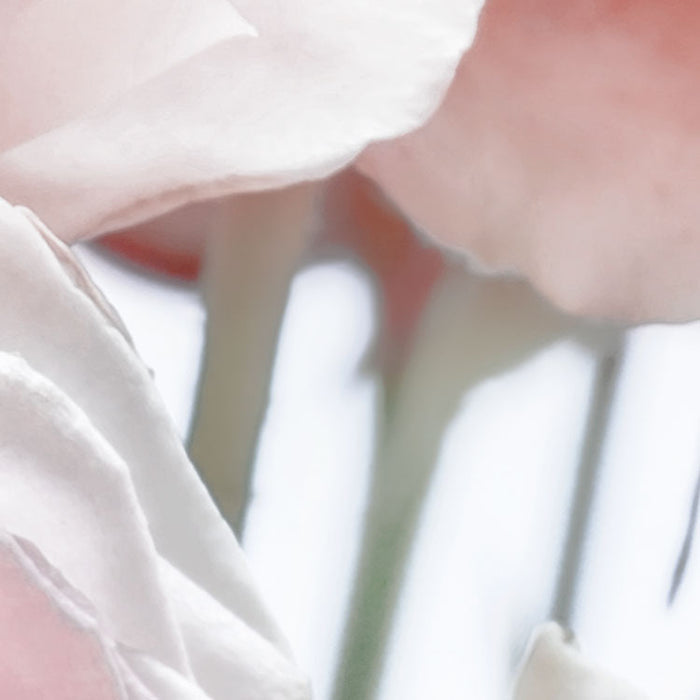 Papier Fototapete | Spring Roses | 368 x 254 cm