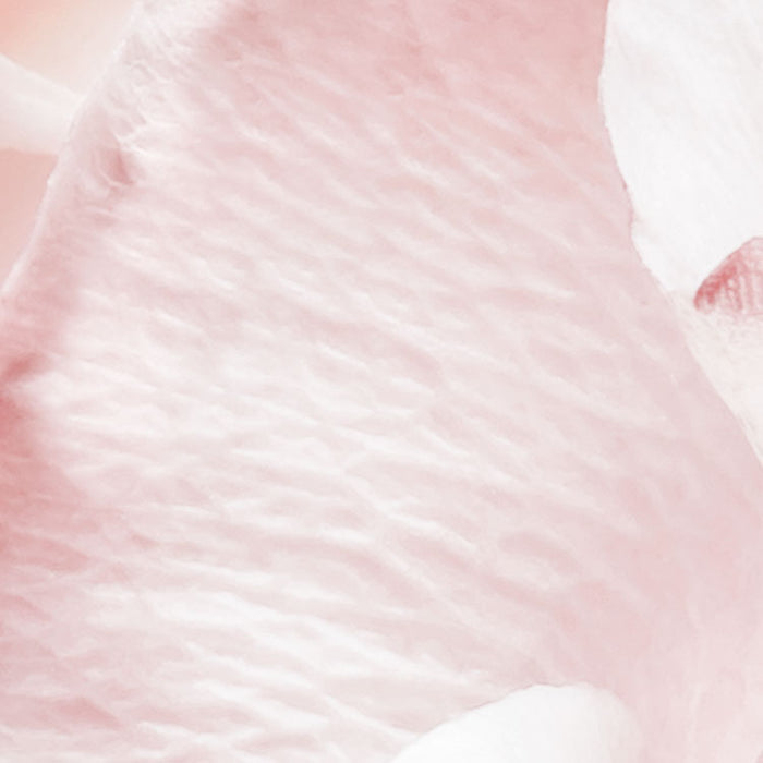 Papier Fototapete | Spring Roses | 368 x 254 cm
