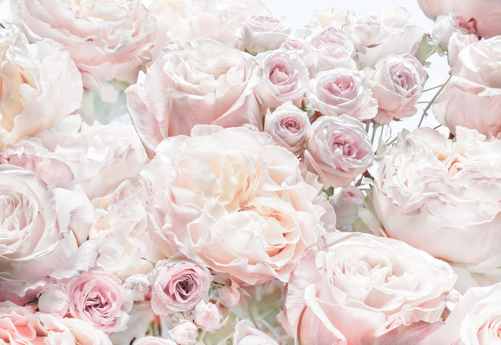 Papier Fototapete | Spring Roses | 368 x 254 cm