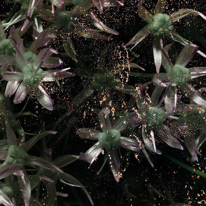 Papier Fototapete | Velvet | 368 x 254 cm