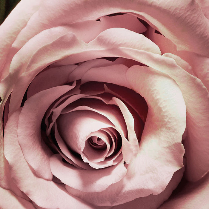 Papier Fototapete | Velvet | 368 x 254 cm