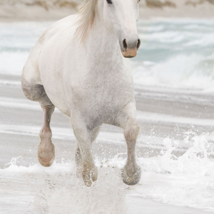 Papier Fototapete | White Horses | 368 x 254 cm