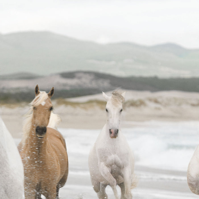 Papier Fototapete | White Horses | 368 x 254 cm