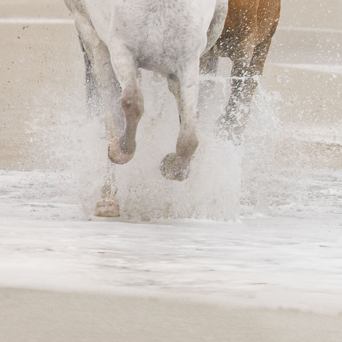 Papier Fototapete | White Horses | 368 x 254 cm