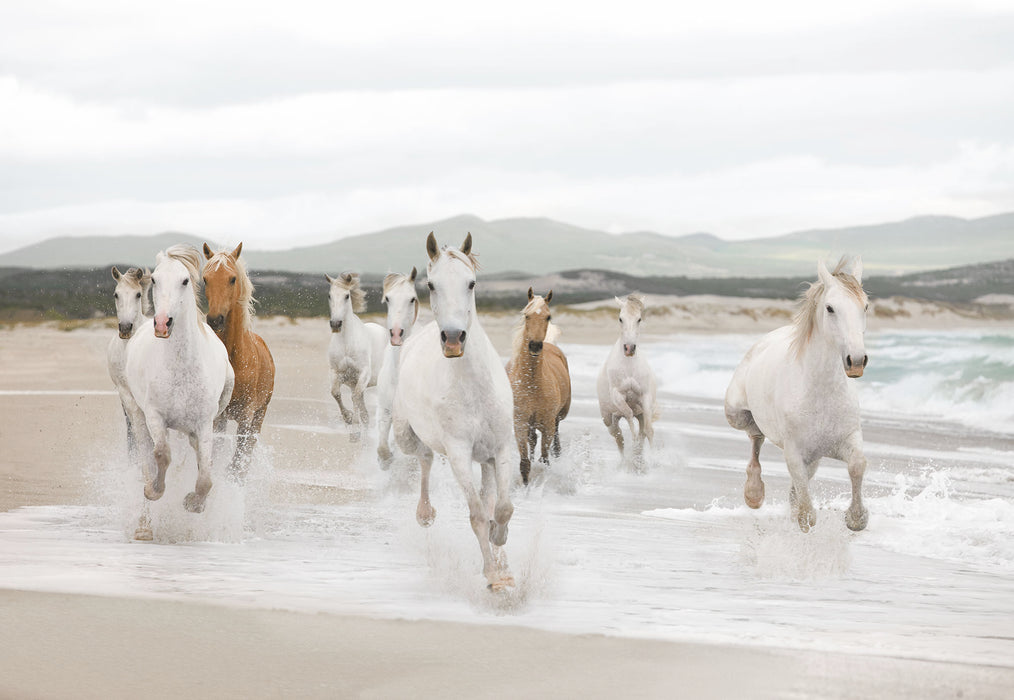 Papier Fototapete | White Horses | 368 x 254 cm