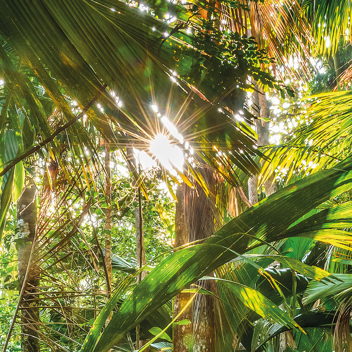 Papier Fototapete | Jungle Trail | 368 x 254 cm