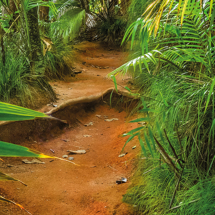 Papier Fototapete | Jungle Trail | 368 x 254 cm