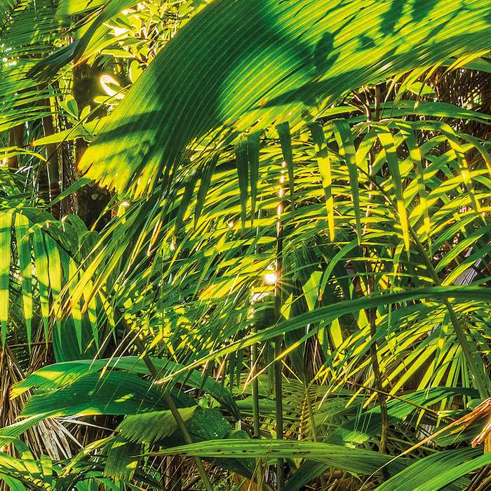 Papier Fototapete | Jungle Trail | 368 x 254 cm