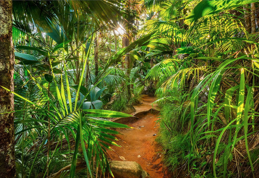 Papier Fototapete | Jungle Trail | 368 x 254 cm