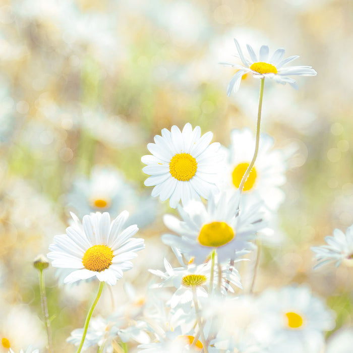 Papier Fototapete | Daisies | 368 x 254 cm