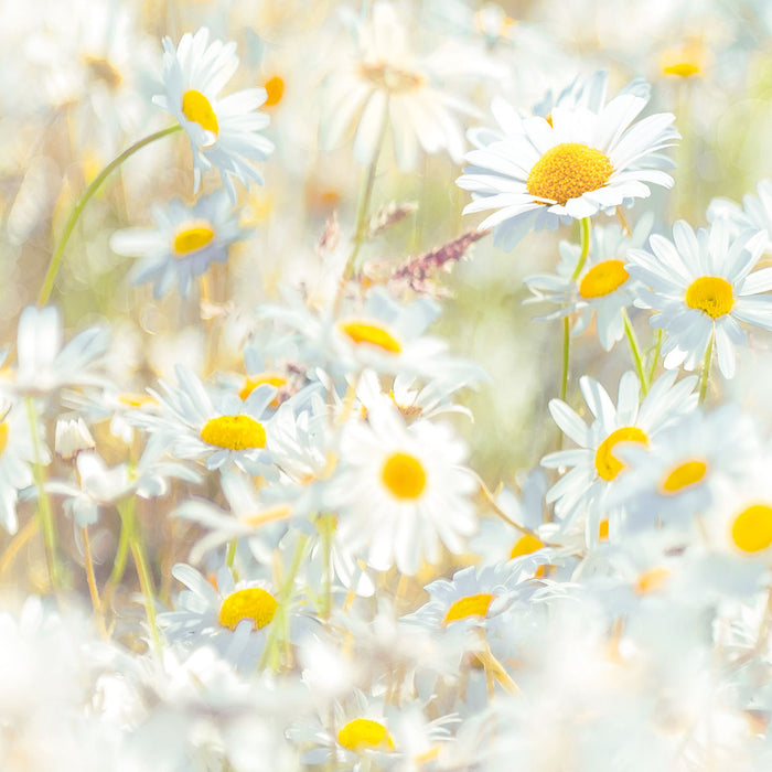 Papier Fototapete | Daisies | 368 x 254 cm
