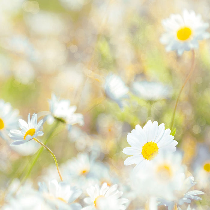 Papier Fototapete | Daisies | 368 x 254 cm