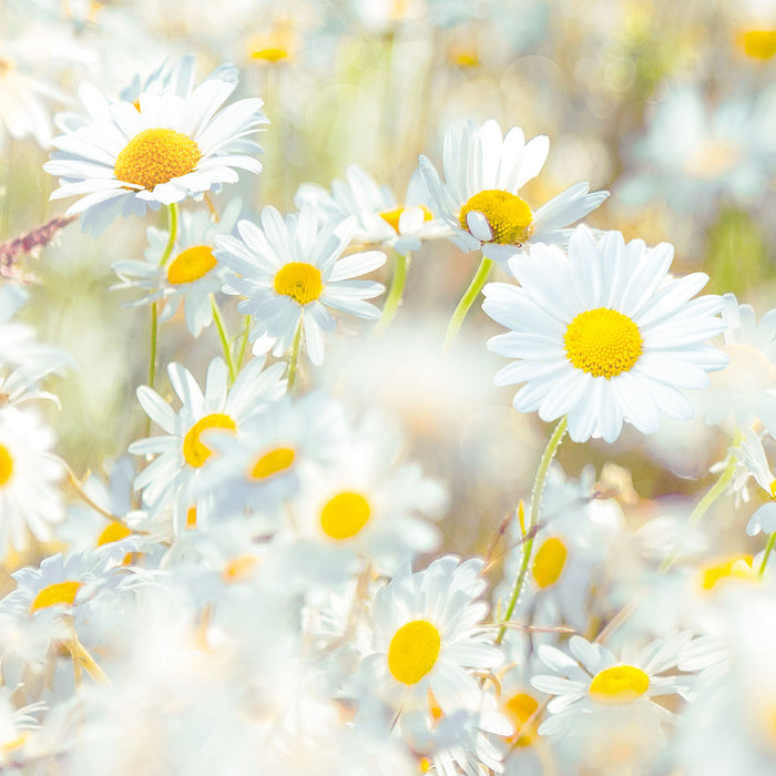 Papier Fototapete | Daisies | 368 x 254 cm